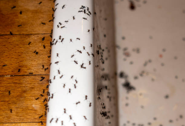 Best Ant Control Services  in West Dennis, MA